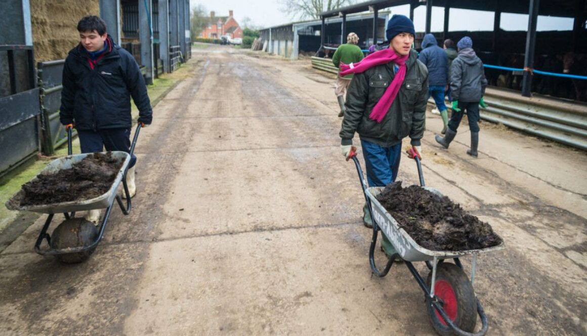 Antony-Julian-wheelbarrow